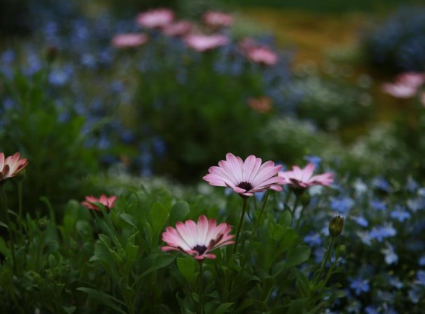 Laon en fleurs : Fête des Jardins le 1er mai !