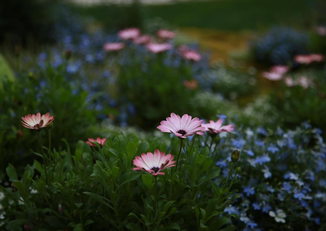jardin des plantes   pixabay   pieonane