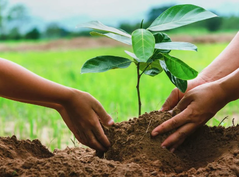 Laon se met au vert pour un avenir durable